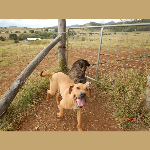 Photo of Denver (At Rspca Big Adopt Day Sept 19 Brisbane)
