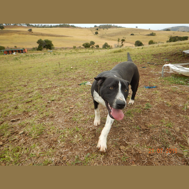 Photo of Louis (Adoption Pending)