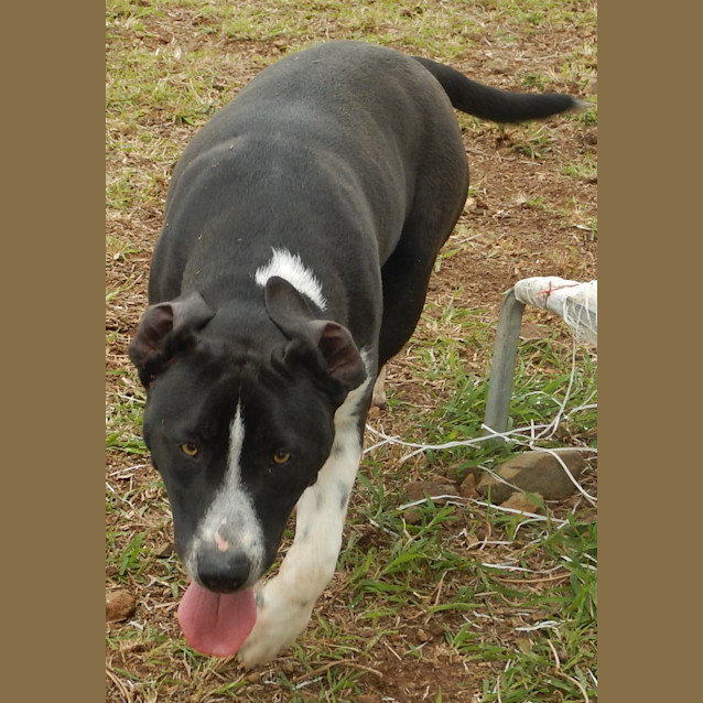 Photo of Louis (Adoption Pending)