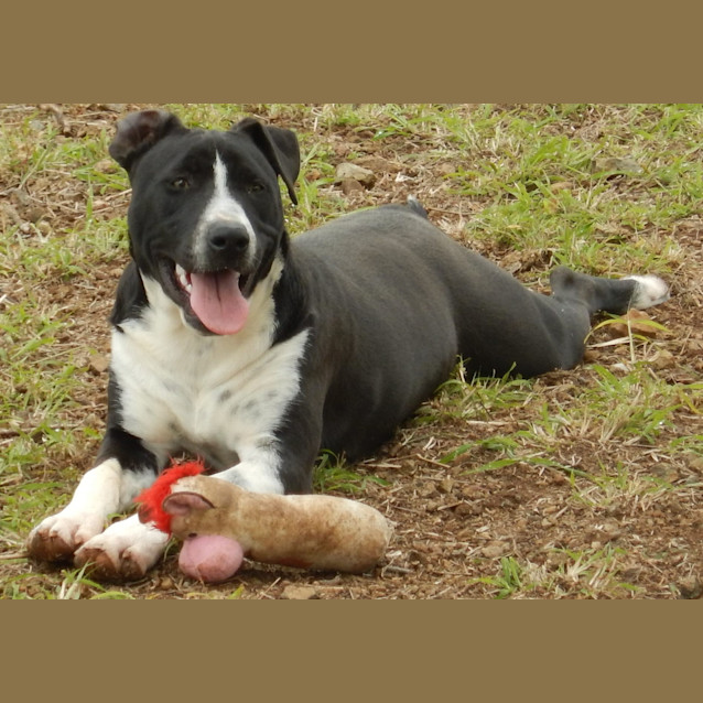 Photo of Louis (Adoption Pending)