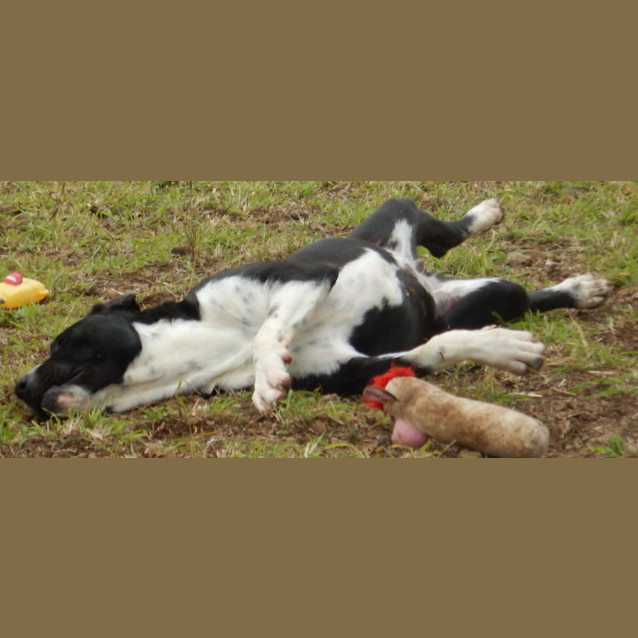 Photo of Louis (Adoption Pending)