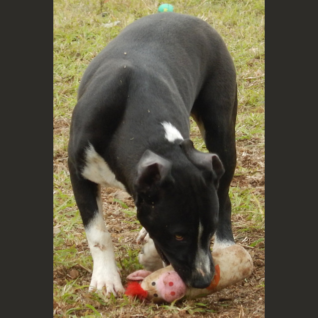 Photo of Louis (Adoption Pending)