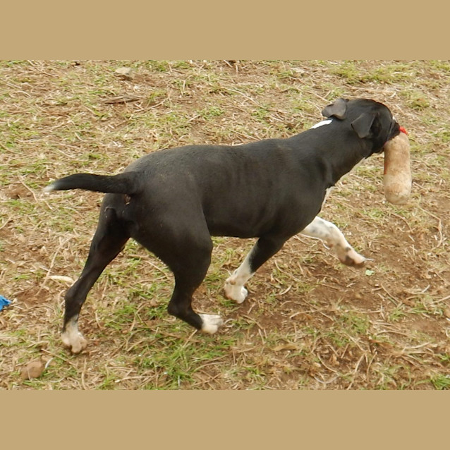 Photo of Louis (Adoption Pending)