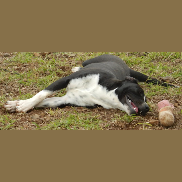 Photo of Louis (Adoption Pending)