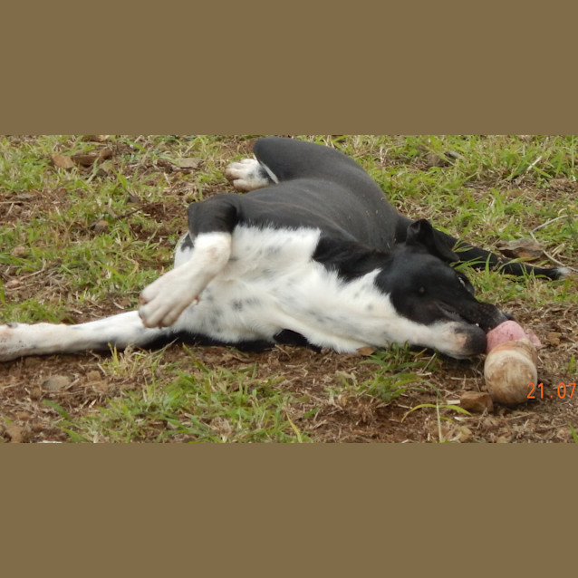 Photo of Louis (Adoption Pending)