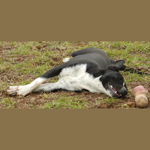 Photo of Louis (Adoption Pending)