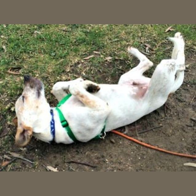 Photo of Chad ~ Bull Arab X Small Breed (On Trial 26/7/15)