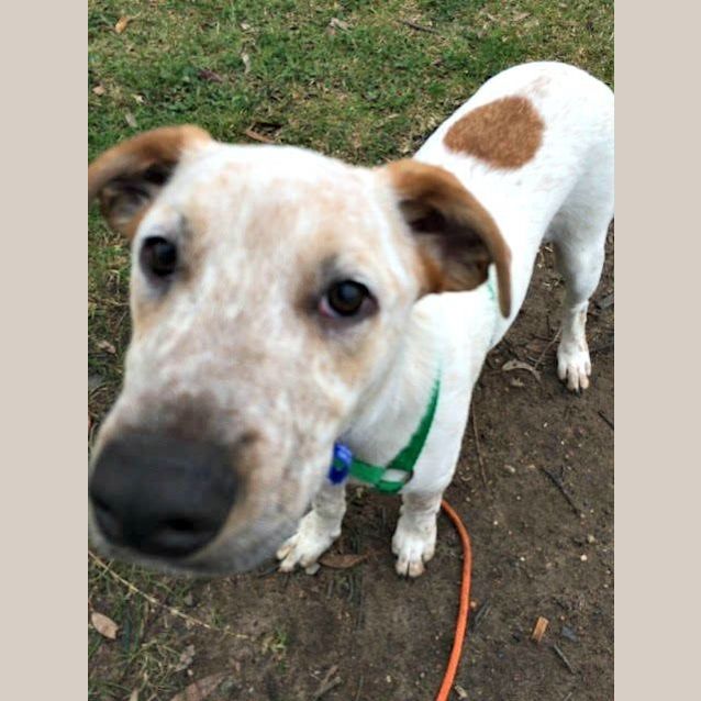 Photo of Chad ~ Bull Arab X Small Breed (On Trial 26/7/15)