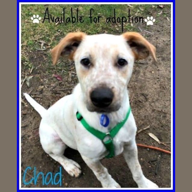 Photo of Chad ~ Bull Arab X Small Breed (On Trial 26/7/15)