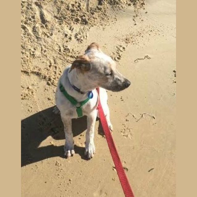 Photo of Chad ~ Bull Arab X Small Breed (On Trial 26/7/15)