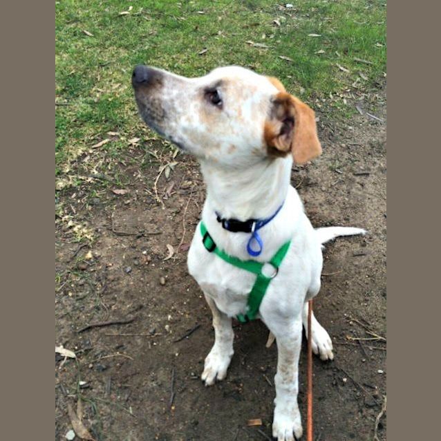 Photo of Chad ~ Bull Arab X Small Breed (On Trial 26/7/15)