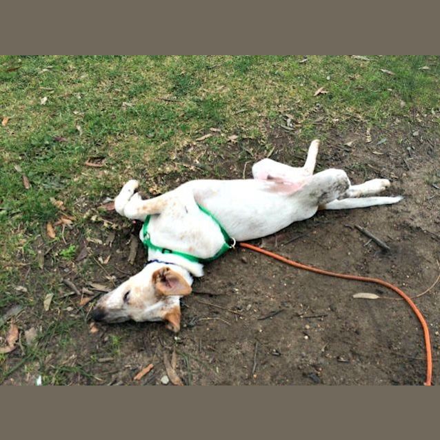 Photo of Chad ~ Bull Arab X Small Breed (On Trial 26/7/15)