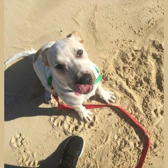 Photo of Chad ~ Bull Arab X Small Breed (On Trial 26/7/15)