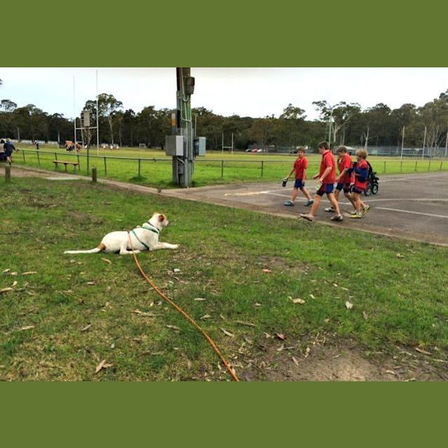 Photo of Chad ~ Bull Arab X Small Breed (On Trial 26/7/15)