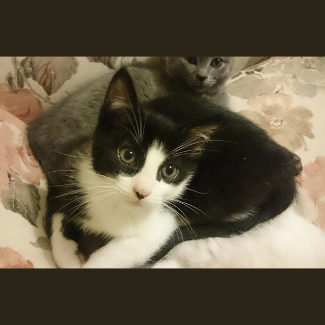 Photo of Pounce