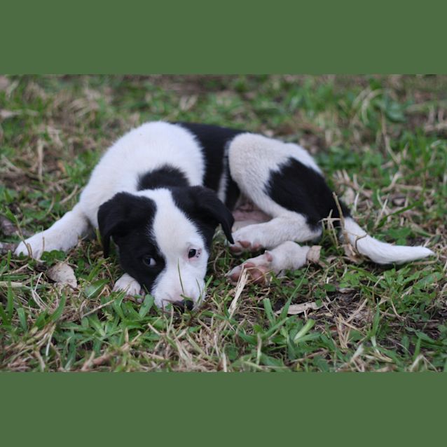 Photo of Zorro