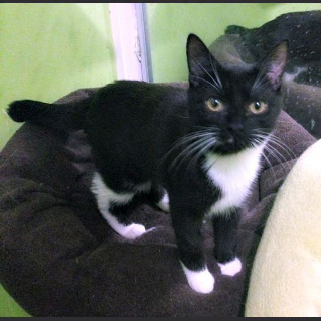 Photo of Goosey Loosey   Special Needs