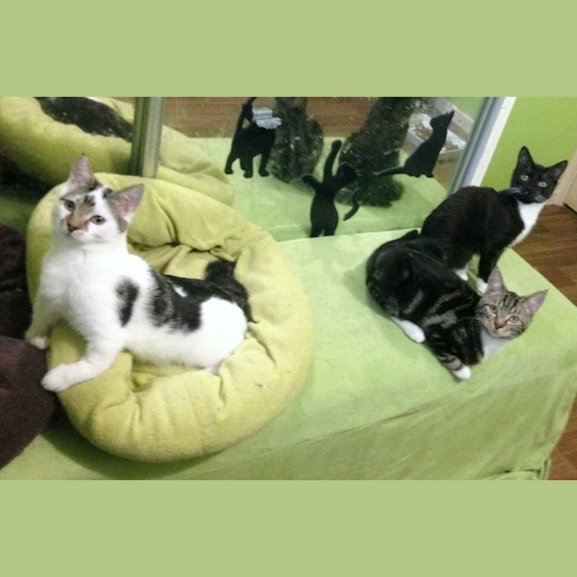 Photo of Goosey Loosey   Special Needs