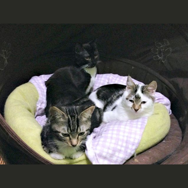 Photo of Turkey Lurkey   Special Needs