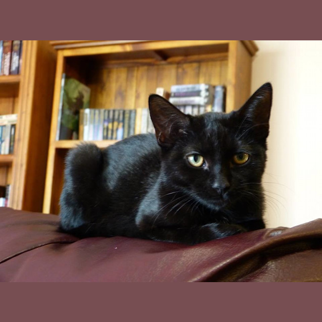 Photo of Blixa