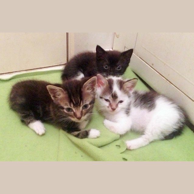 Photo of Turkey Lurkey   Special Needs