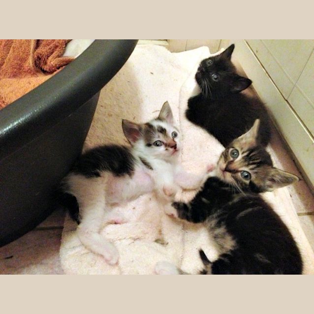 Photo of Turkey Lurkey   Special Needs