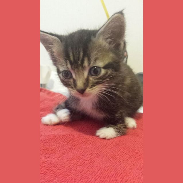 Photo of Turkey Lurkey   Special Needs