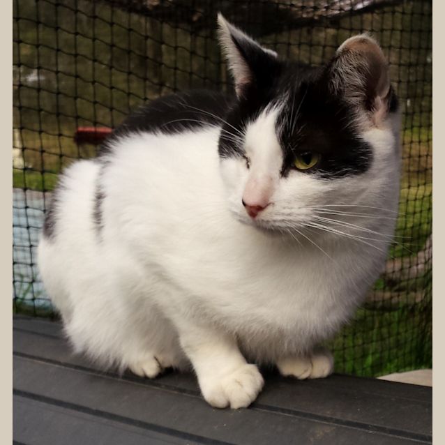 Photo of Marcel (One Eye)