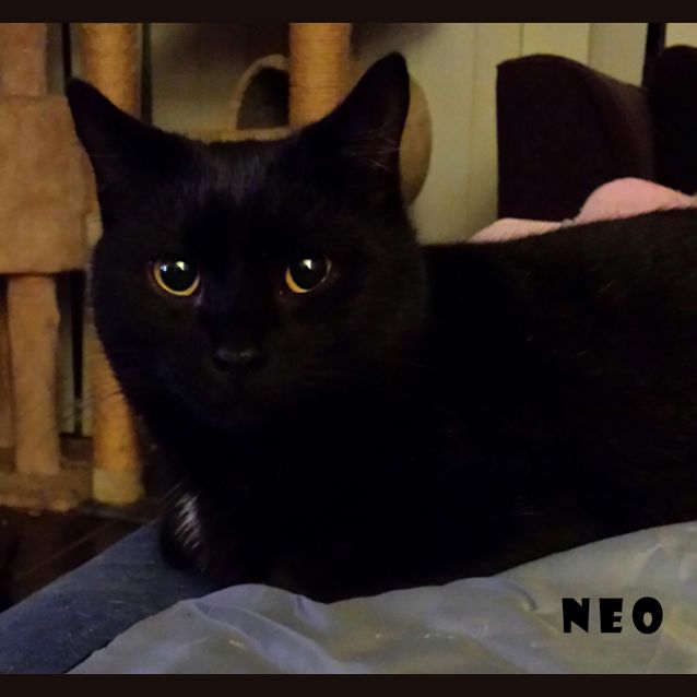 Photo of Neo & Trinity