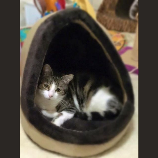 Photo of Tildi (Tripod)