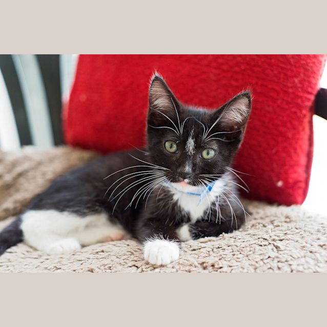 Photo of Dash