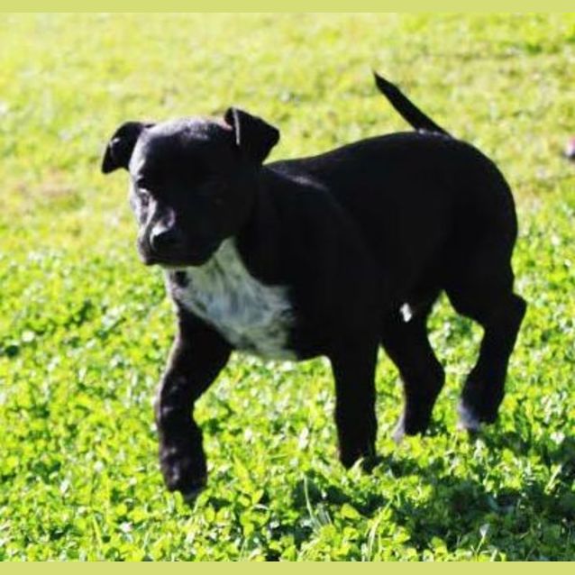 Photo of Preston~ Mastiff X Shar Pei ~ Puppy (Trial 31/8/15