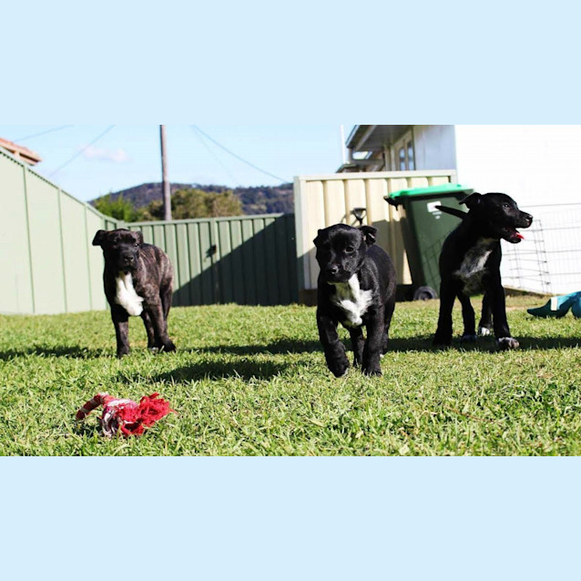 Photo of Willis ~ Mastiff X Shar Pei ~ Puppy(trial 12/8/15)