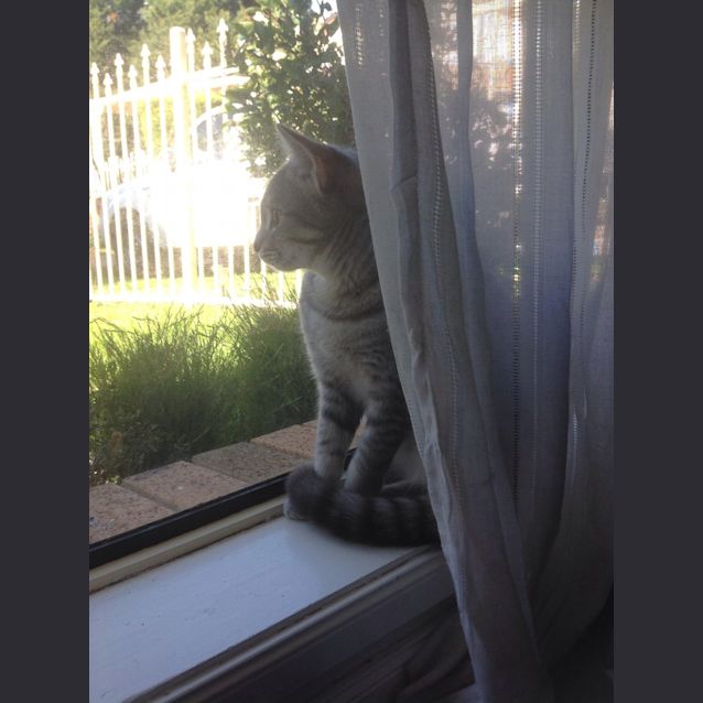 Photo of Zoe Spunky Kitten!