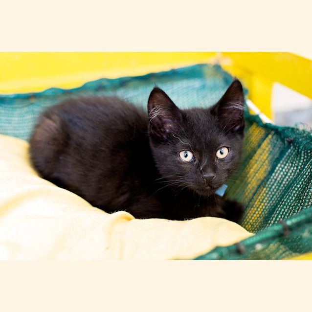 Photo of D'artagnan