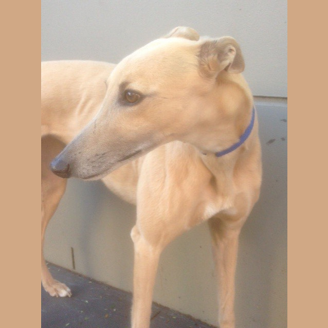 Photo of Coffee Is Checking Out Her New Home