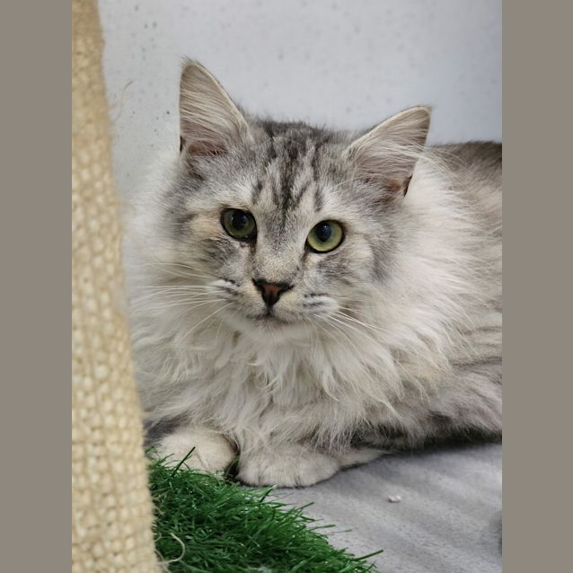 Photo of Taquito