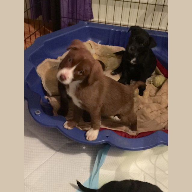 Photo of Puppy No 6