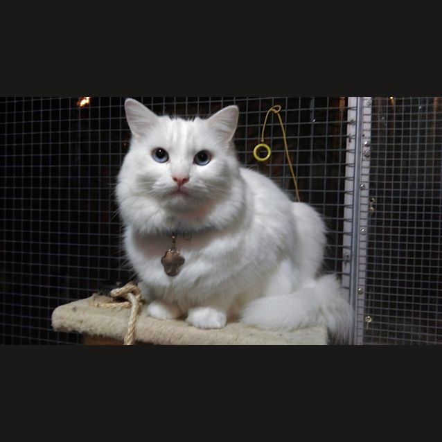 Photo of Olaf 