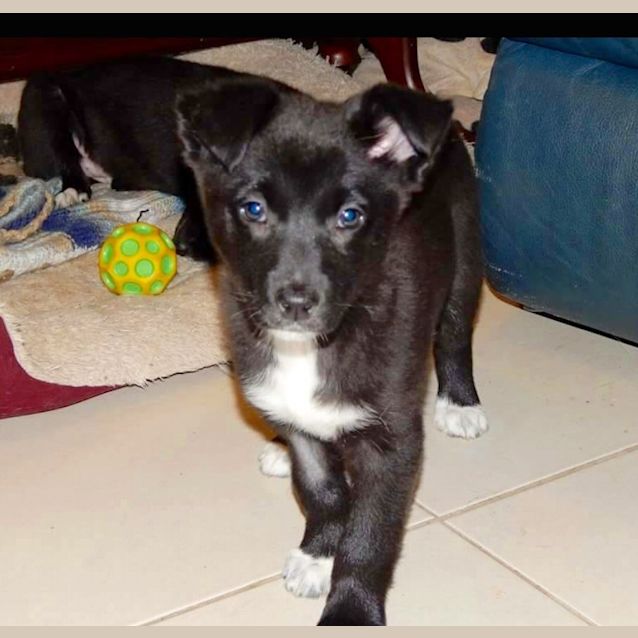 Photo of Chevy