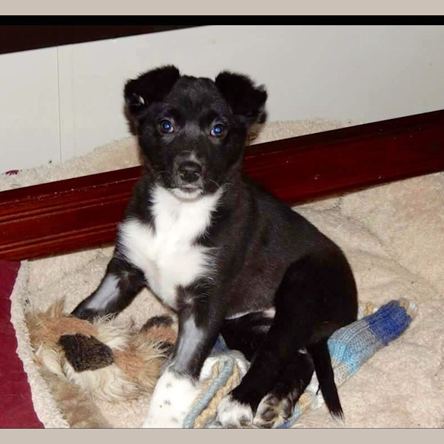 Photo of Mini