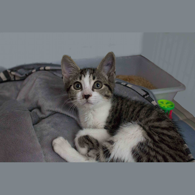 Photo of Olive