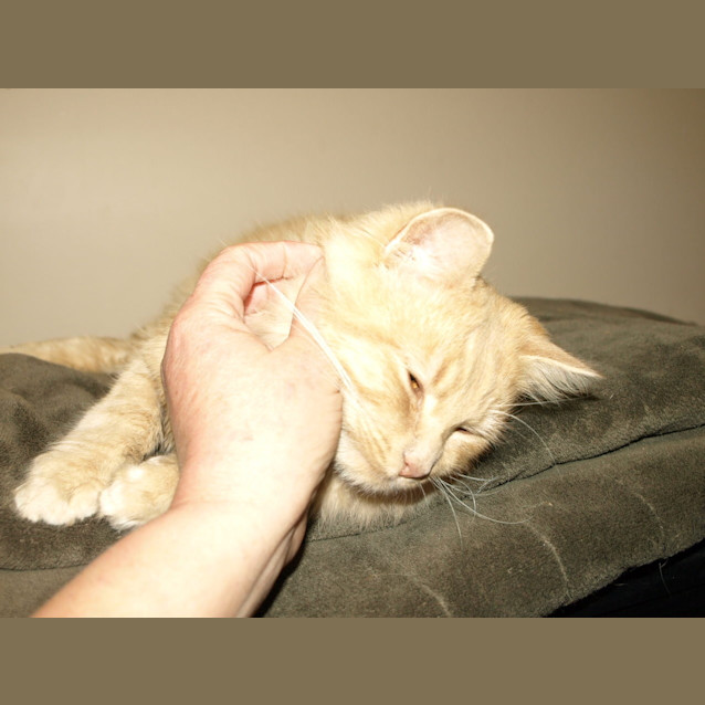 Photo of Cheech