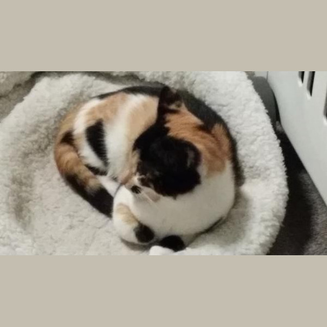 Photo of Luna