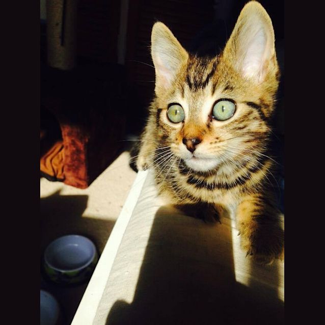 Photo of Nemo