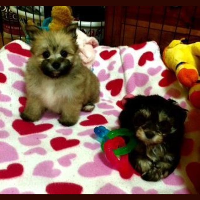 Photo of Munchkin ~ Teacup Pom X Maltese (On Trial 31/7/15)