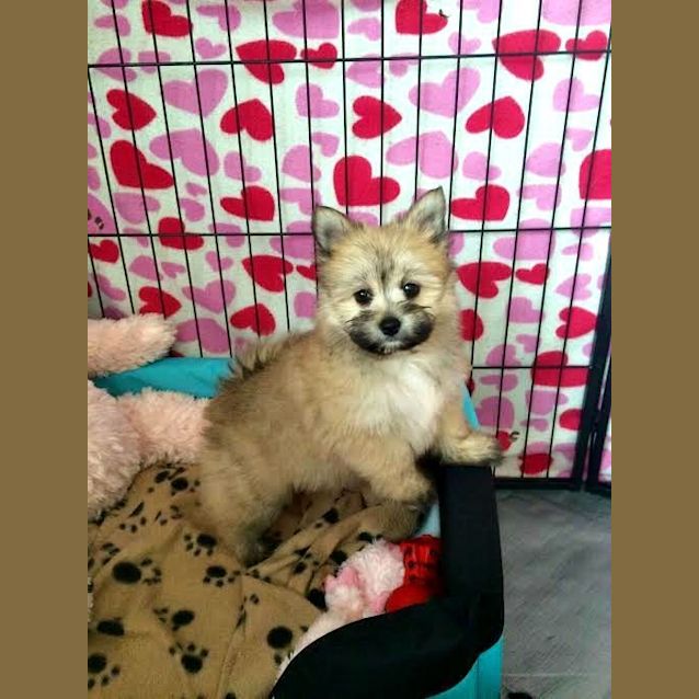 Photo of Munchkin ~ Teacup Pom X Maltese (On Trial 31/7/15)