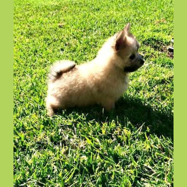 Photo of Munchkin ~ Teacup Pom X Maltese (On Trial 31/7/15)