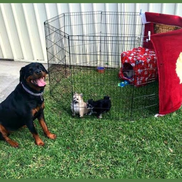 Photo of Munchkin ~ Teacup Pom X Maltese (On Trial 31/7/15)