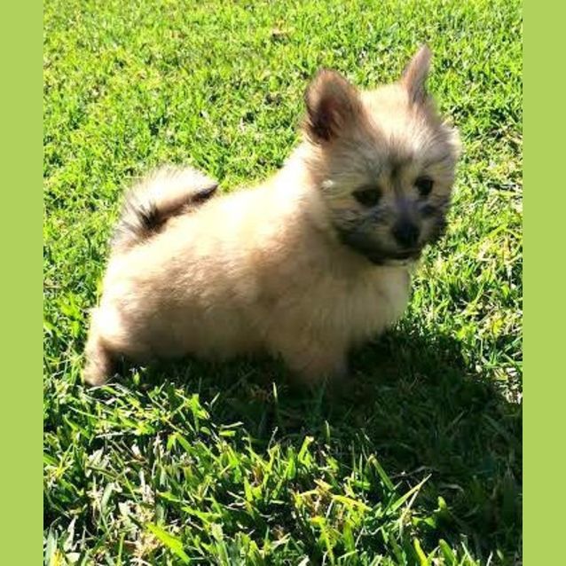 Photo of Munchkin ~ Teacup Pom X Maltese (On Trial 31/7/15)